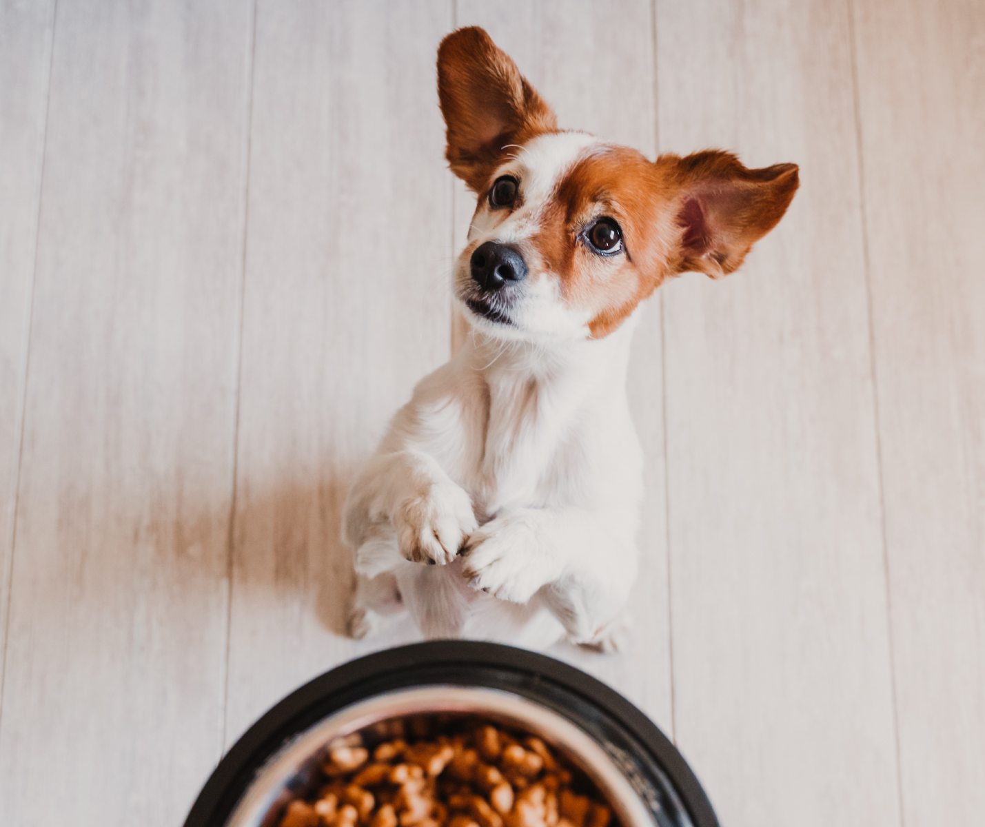 ¿Guardas bien el alimento de tu perro? Descúbrelo aquí