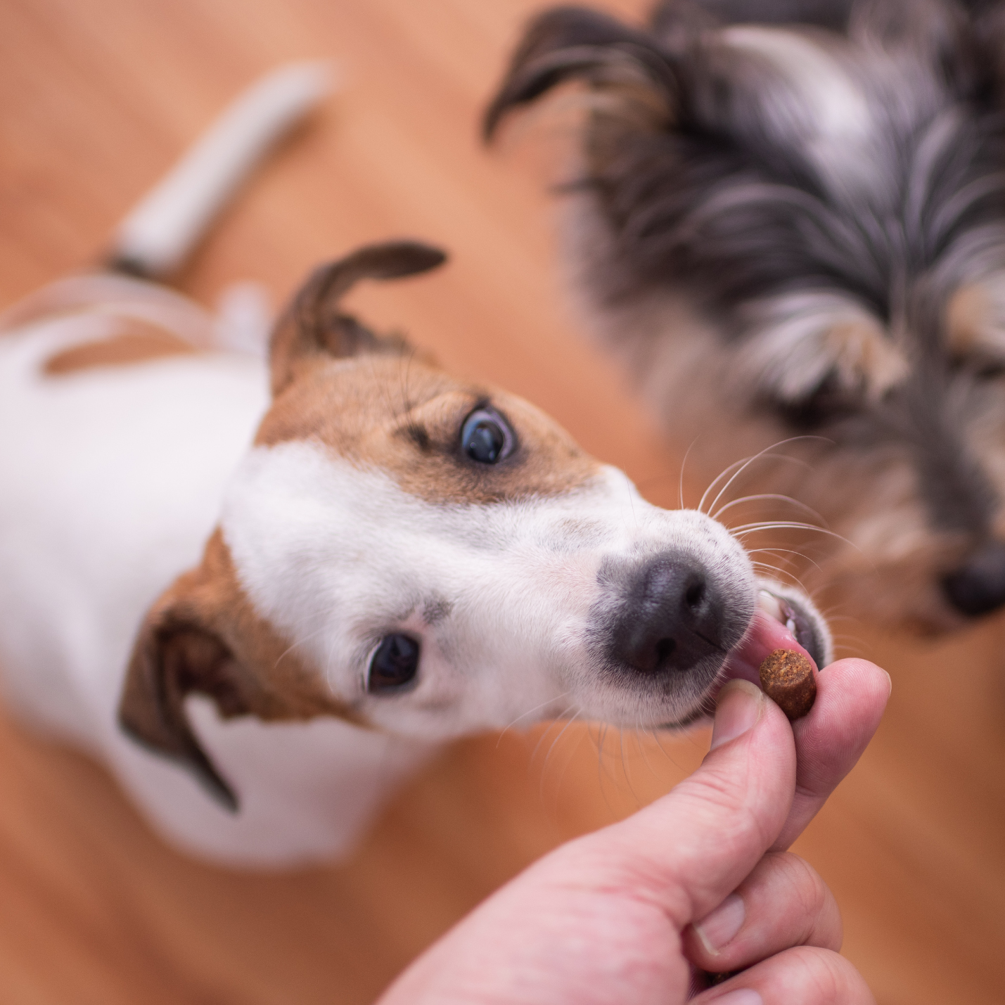 donde-es-mejor-guardar-la-comida-de-perro.jpg