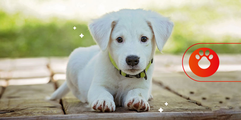 Guarderías para perros