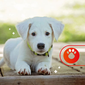 Guarderías para perros
