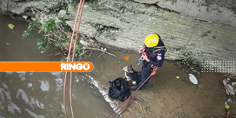 Héroes de Bello Antioquia arriesgan sus vidas para salvar a un ringo.
