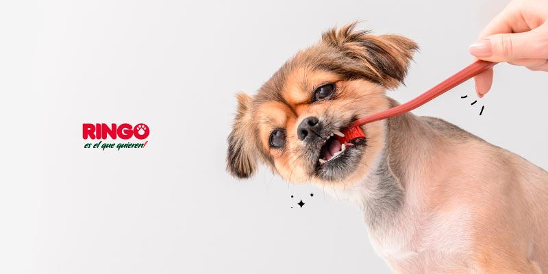 Higiene dental en perros