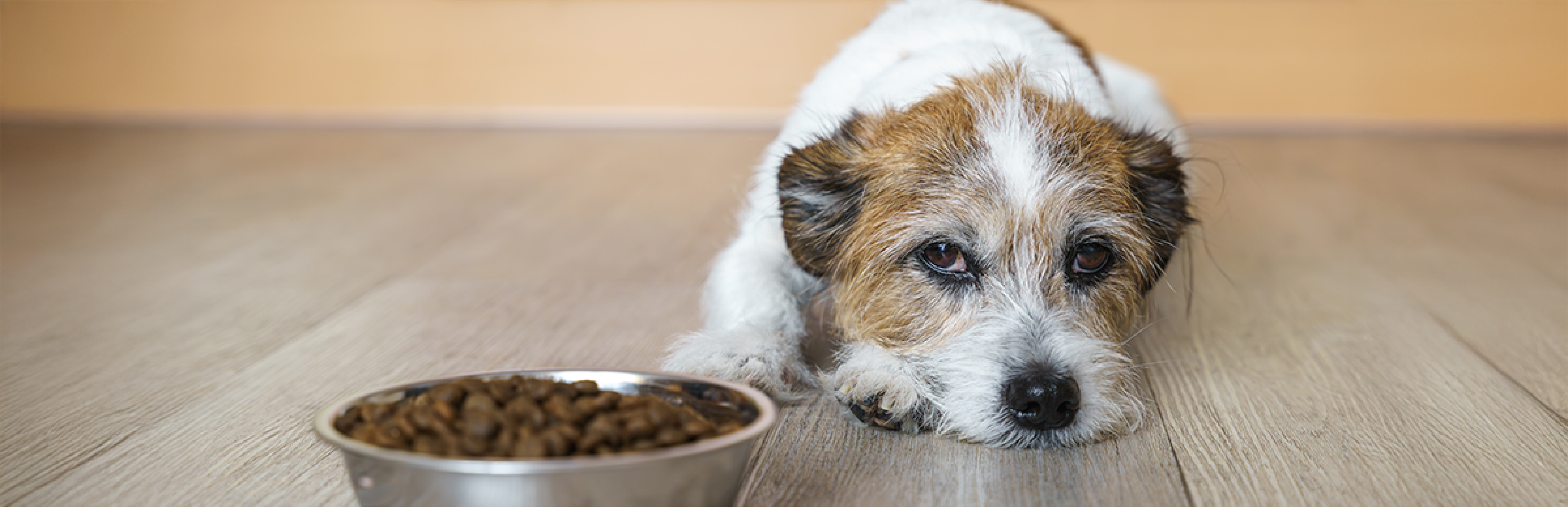 Remedios caseros para un perro intoxicado