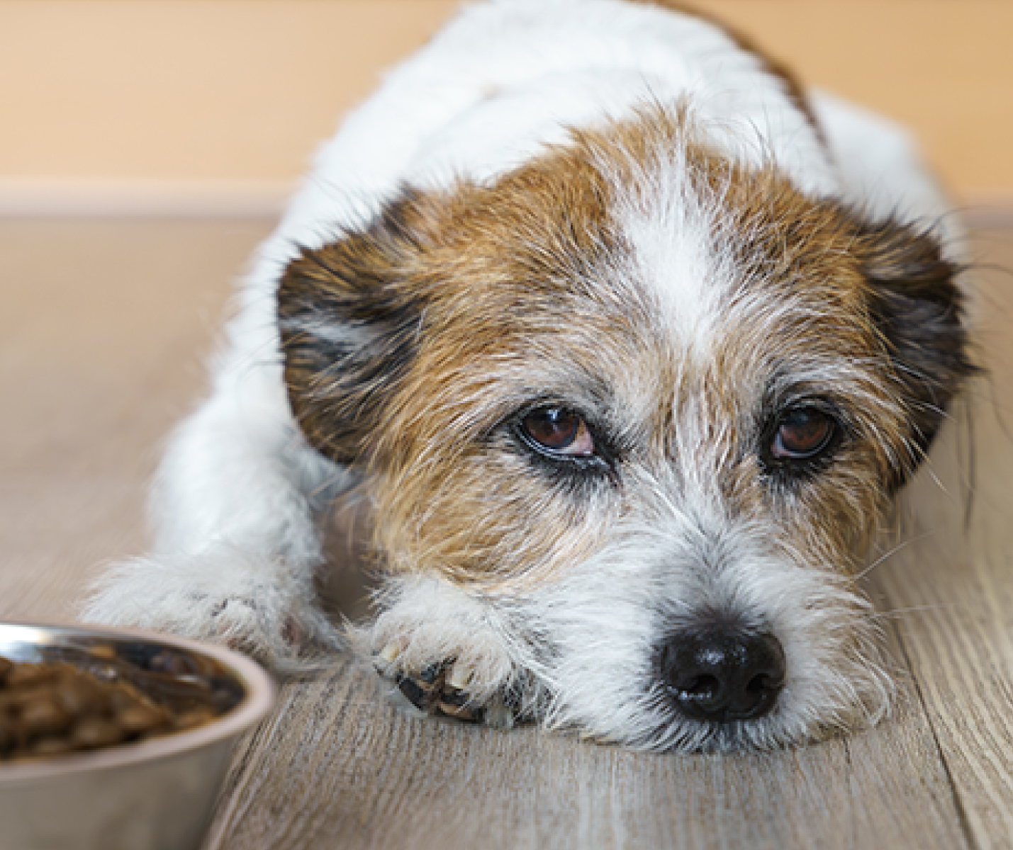 Intoxicaciones alimentarias en perros: señales y qué hacer