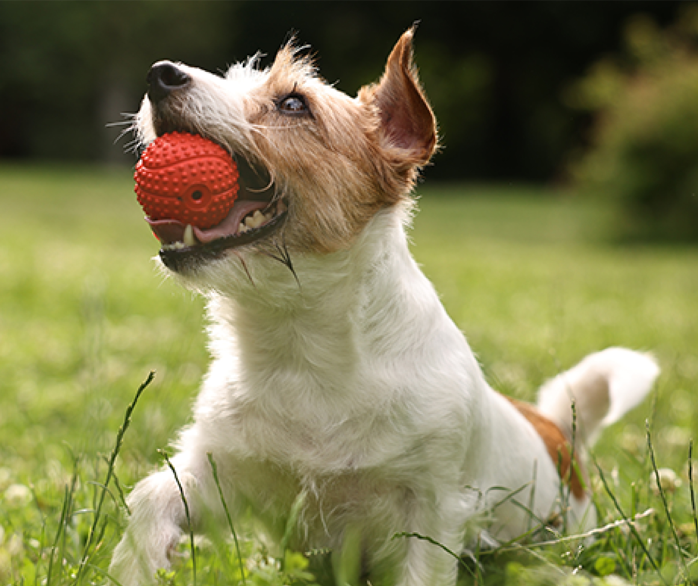 Juegos para que tu perro bote energía en casa y calle Pa