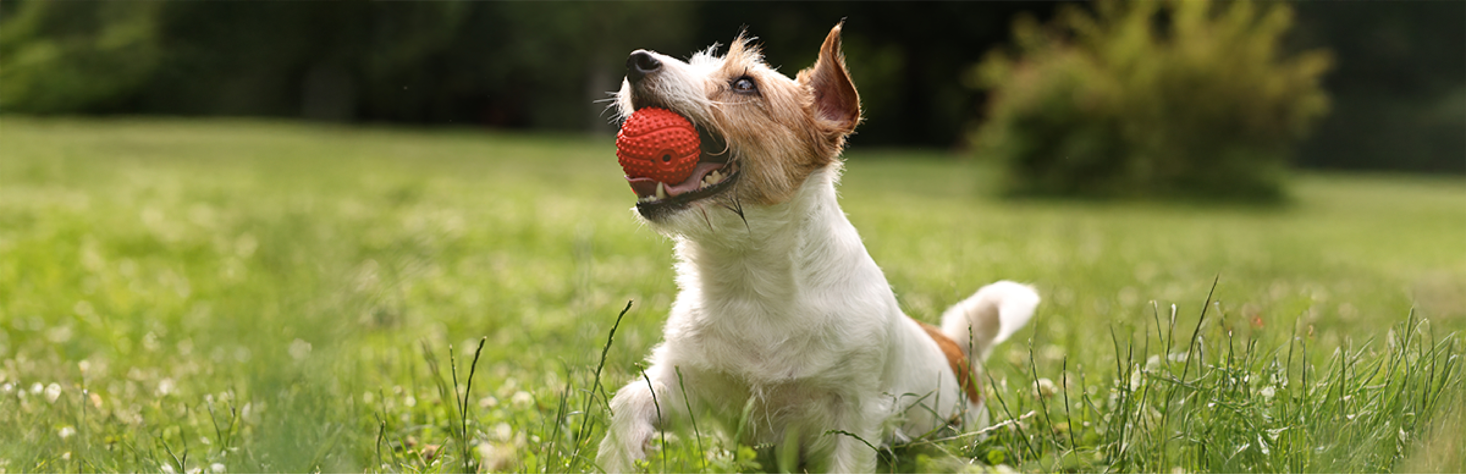juegos para perros que se quedan solos
