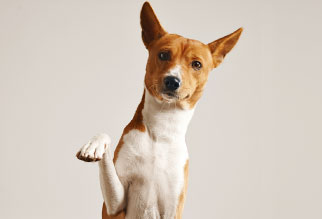 Las patas de los perros y como cuidarlas