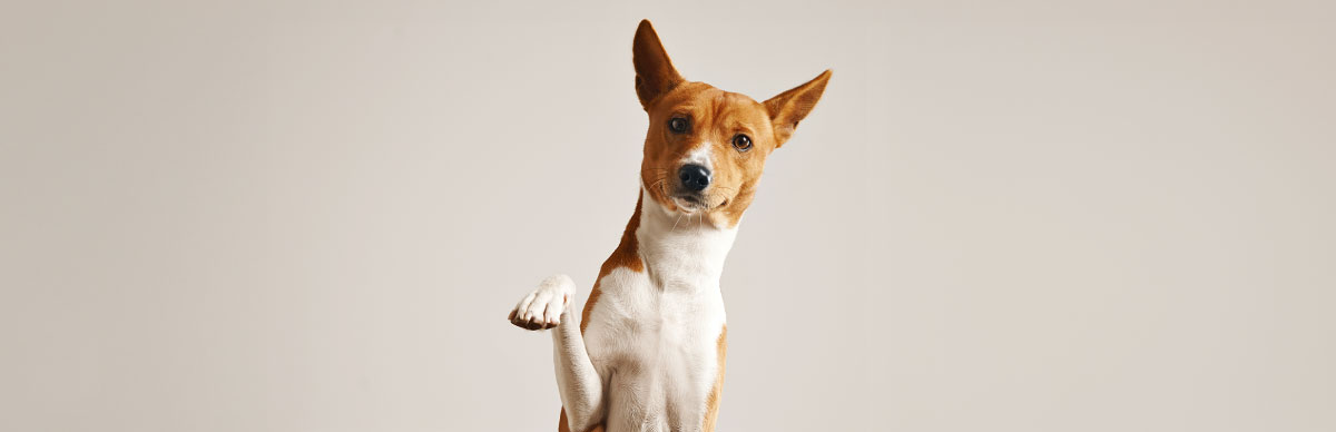 patas de los perros