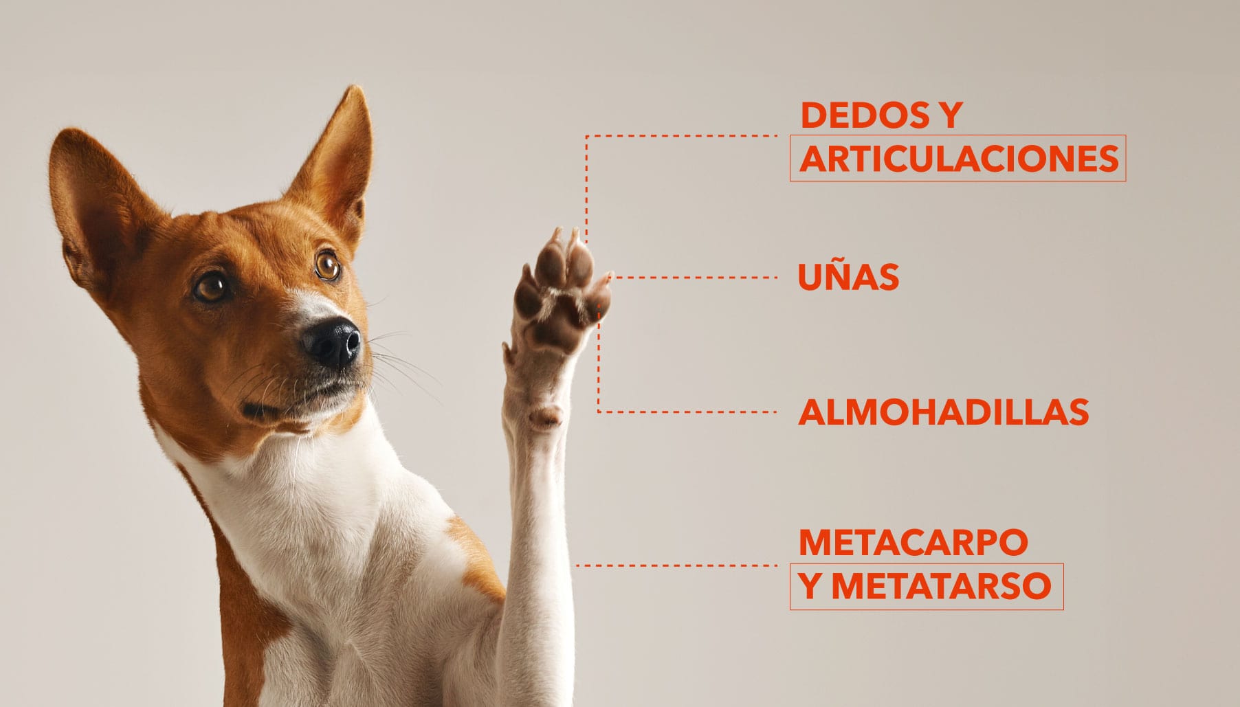 partes de las patas de los perros.jpg