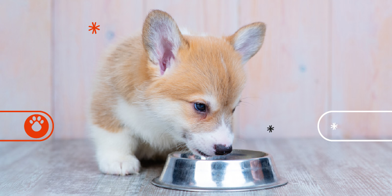 Cachorro comiendo