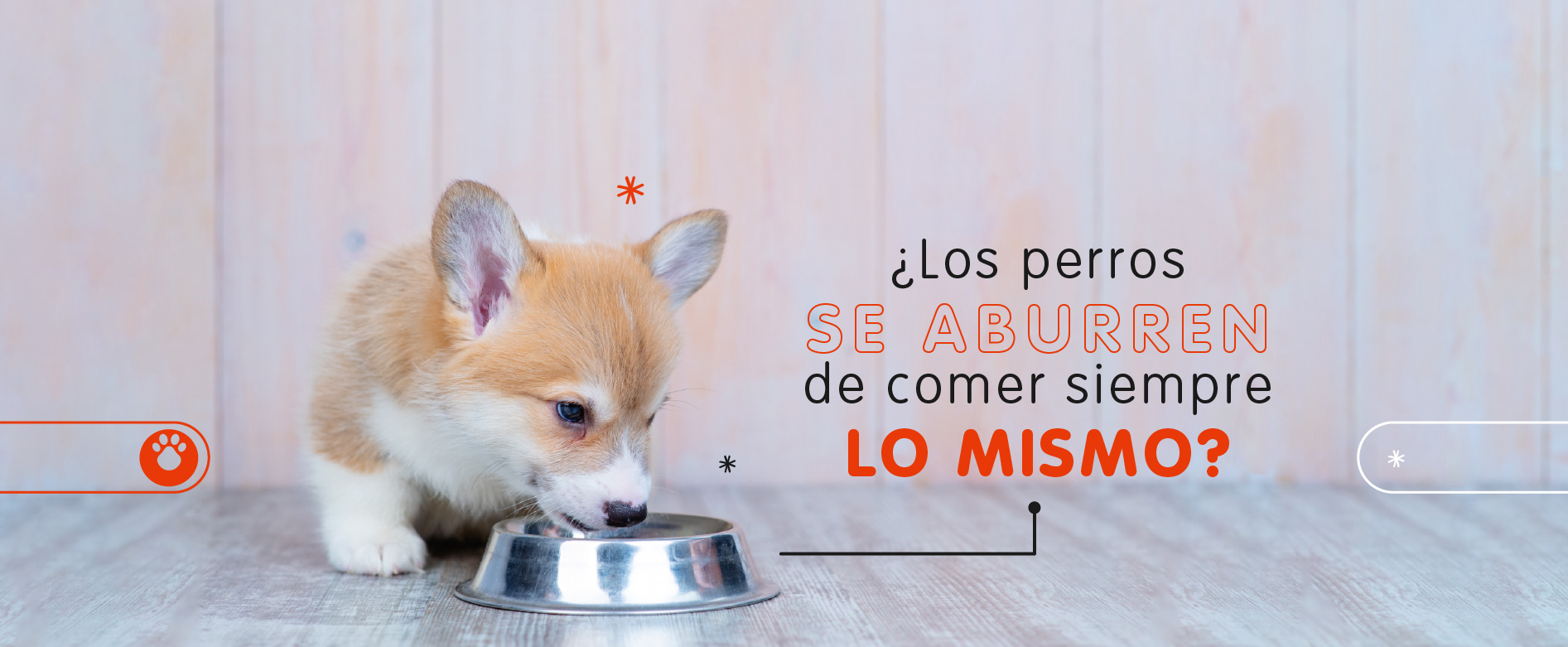 Los perros de aburren de comer siempre lo mismo