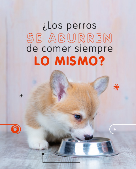 Los perros de aburren de comer siempre lo mismo