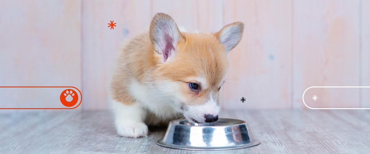 Cachorro comiendo