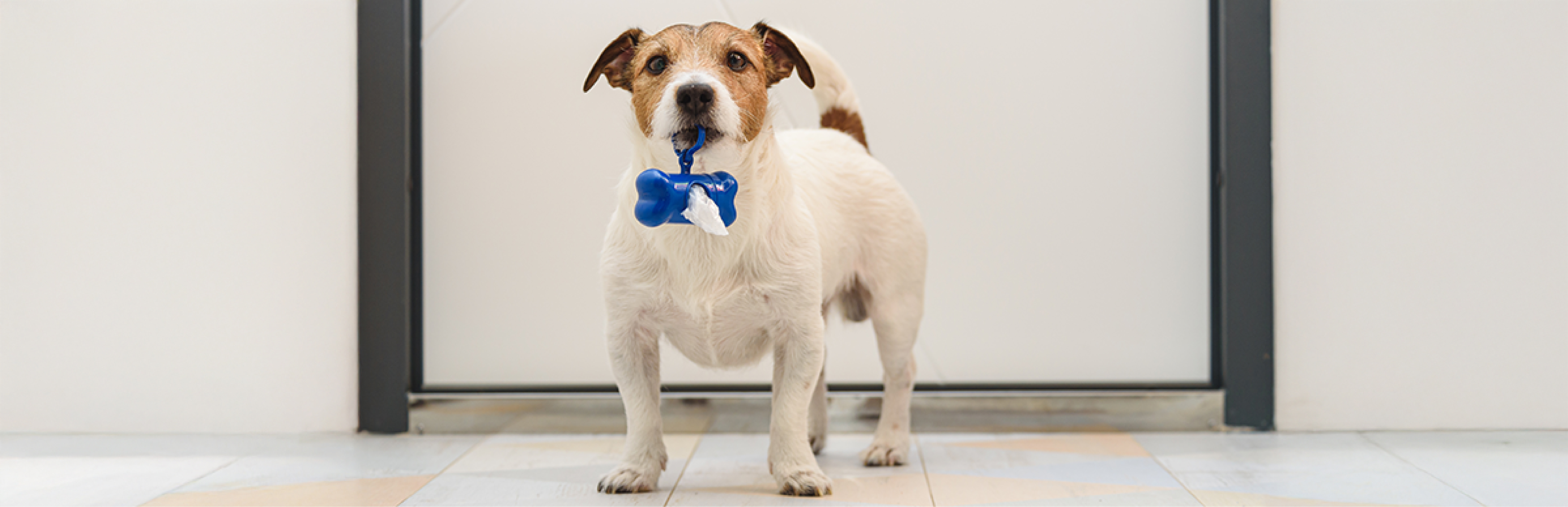 popó de perro: señales de buena alimentación