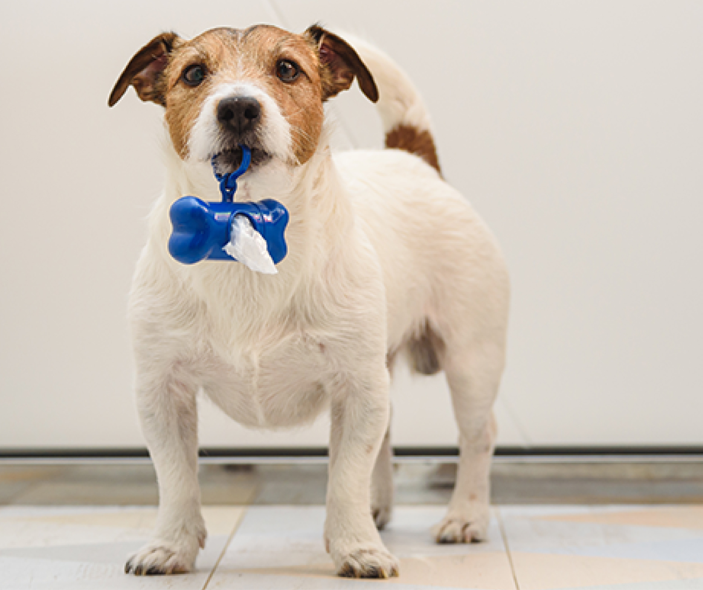 Mal olor en heces de perro: Esto es lo que debes saber