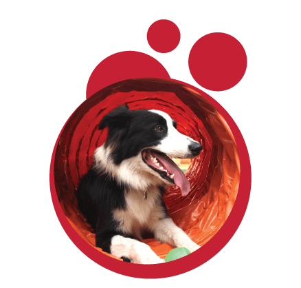 border collie practica agility