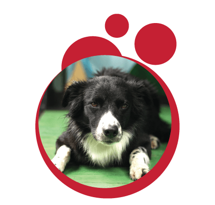 Perro border collie hace agility