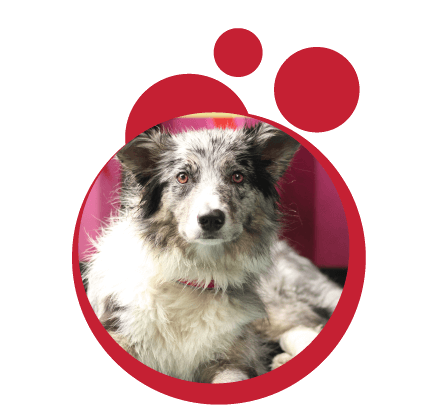 Border collie y el deporte agility
