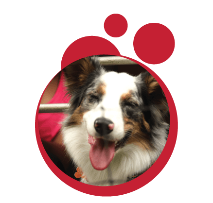 Perro border collie en el agility
