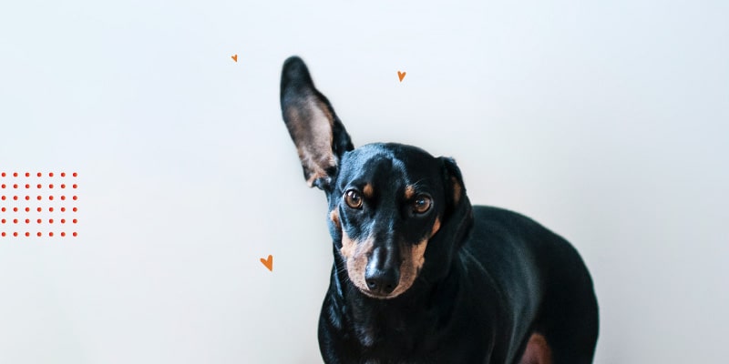 Perro con oreja levantada