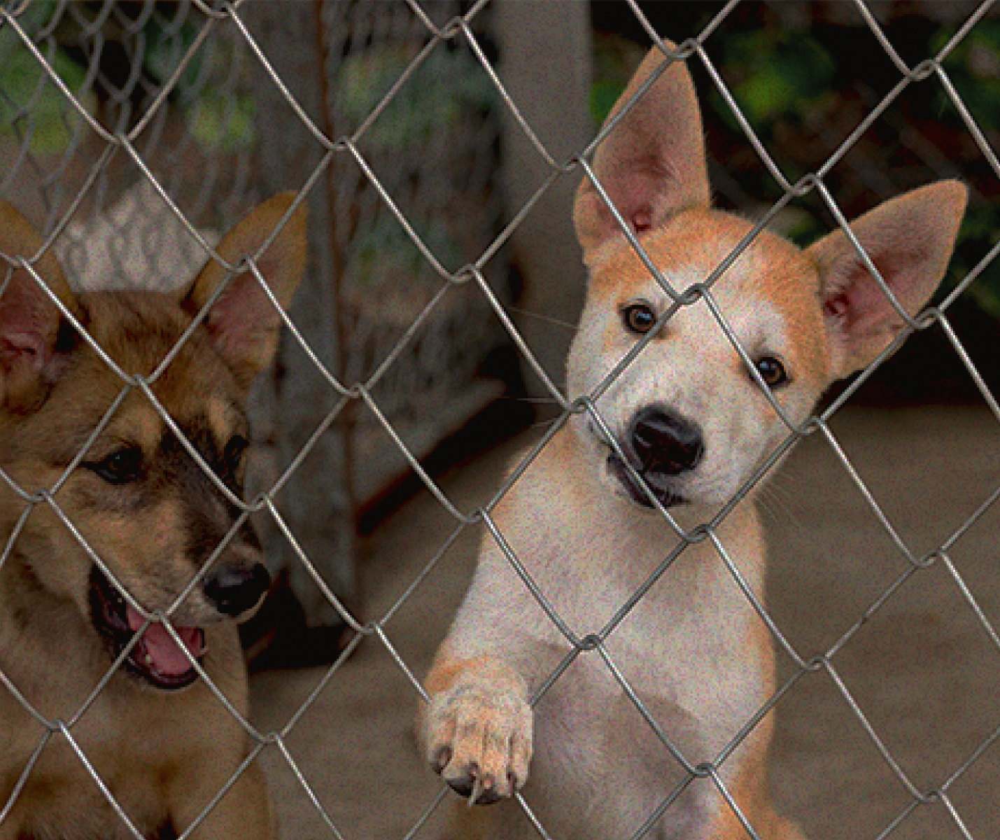 Mitos sobre los perros rescatados que debes olvidar