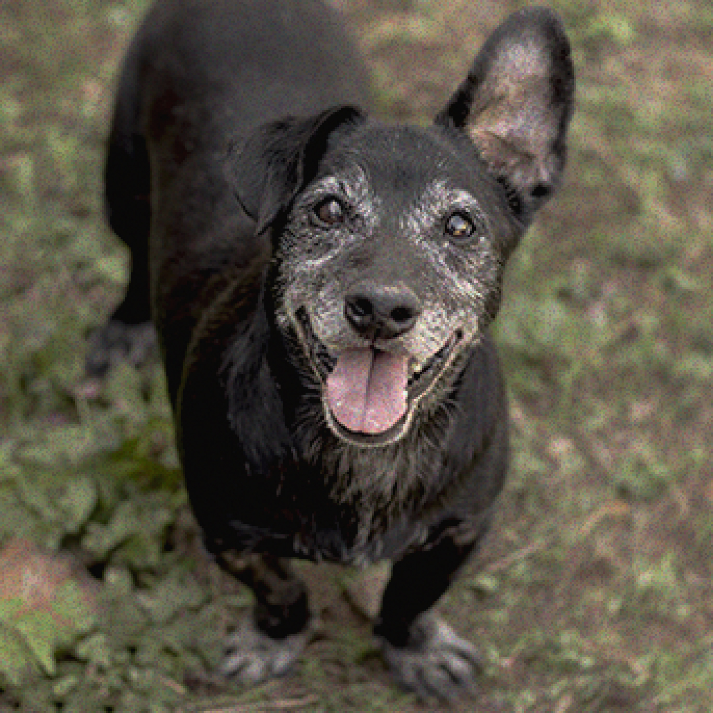 mitos-sobre-la-adopcion-de-perros.jpg