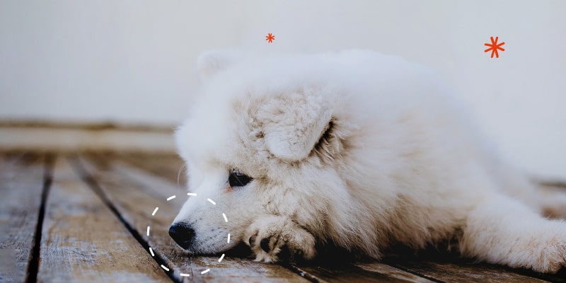 Moquillo en perros