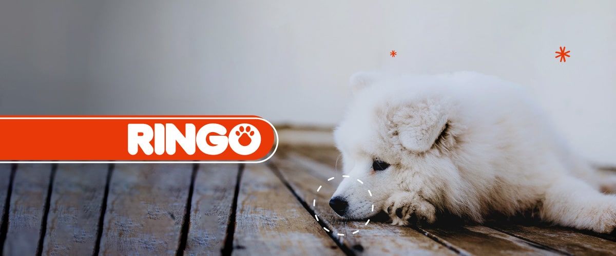 Moquillo en perros