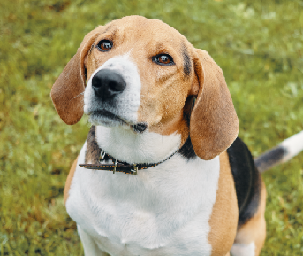 Nombres cortos y fáciles para perros