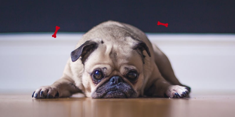 Conoce las causas y síntomas de la pancreatitis en los perros. Descubre en Ringo cómo ayudar a tu peludo