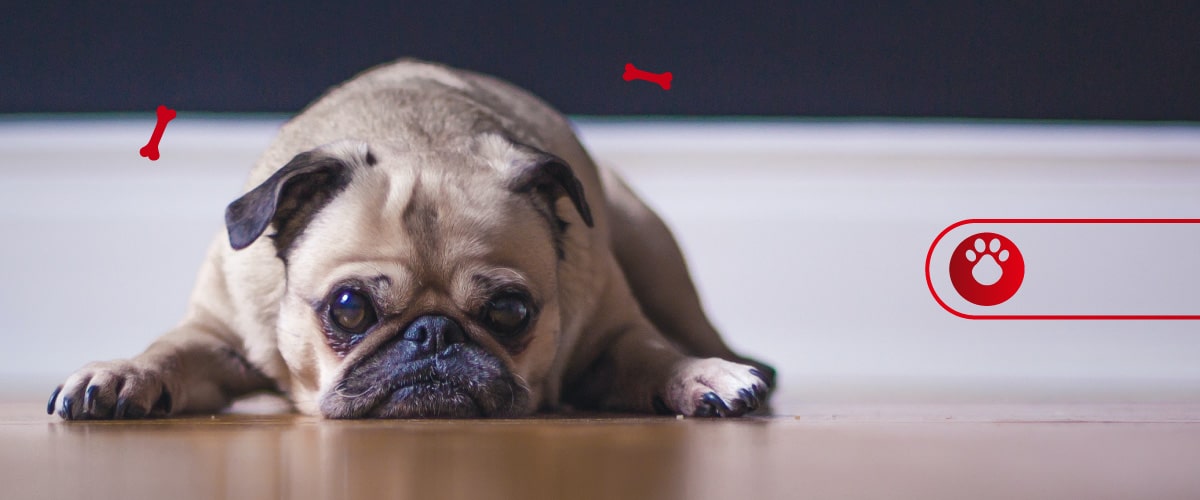 Conoce las causas y síntomas de la pancreatitis en los perros. Descubre en Ringo cómo ayudar a tu peludo