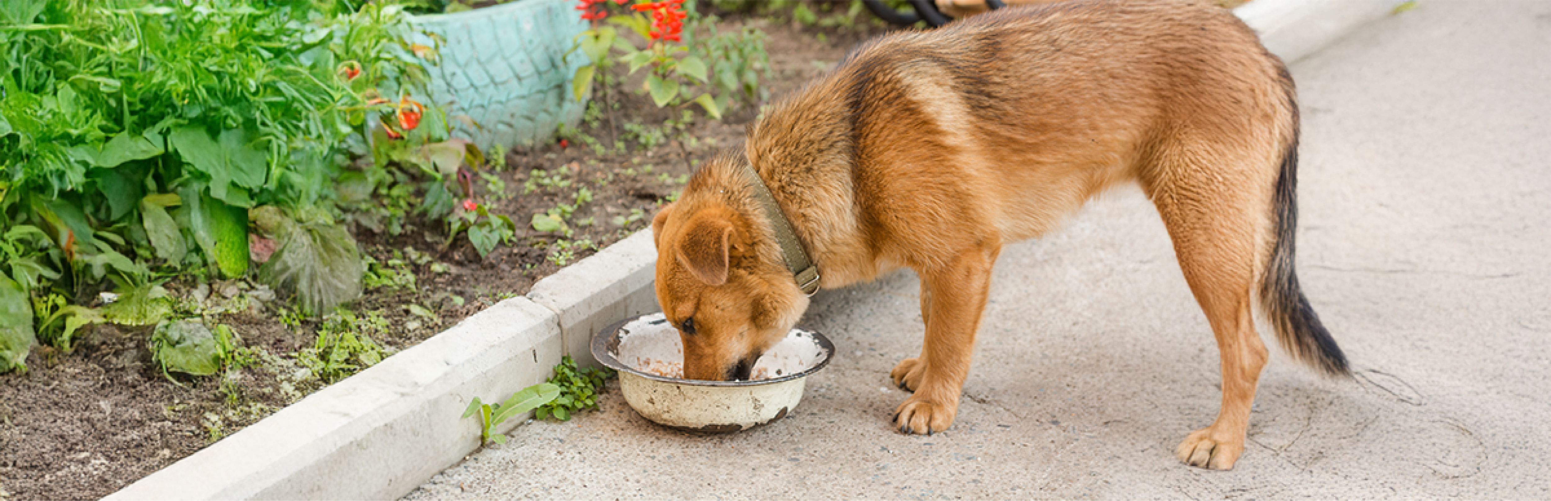 cifras de abandono animal en colombia