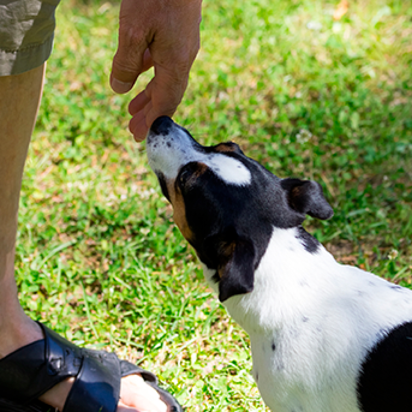 por-que-los-perros-huelen-las-partes-intimas-de-las-mujeres.jpg