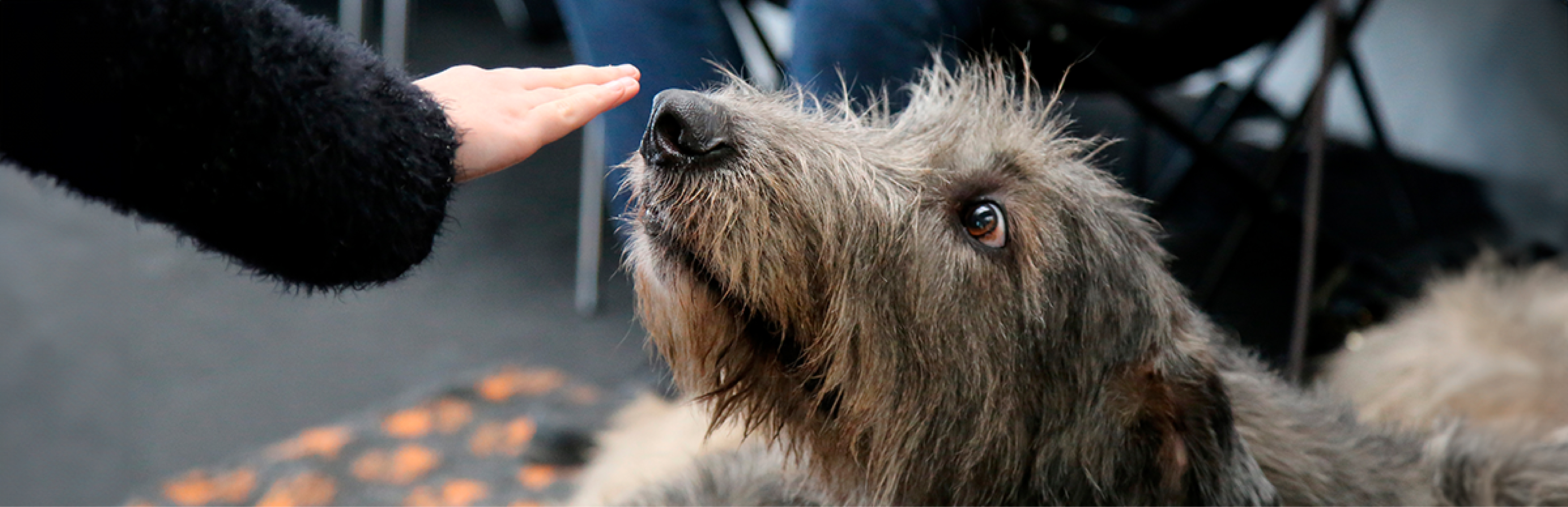 Porque los perros huelen la cola de los humanos