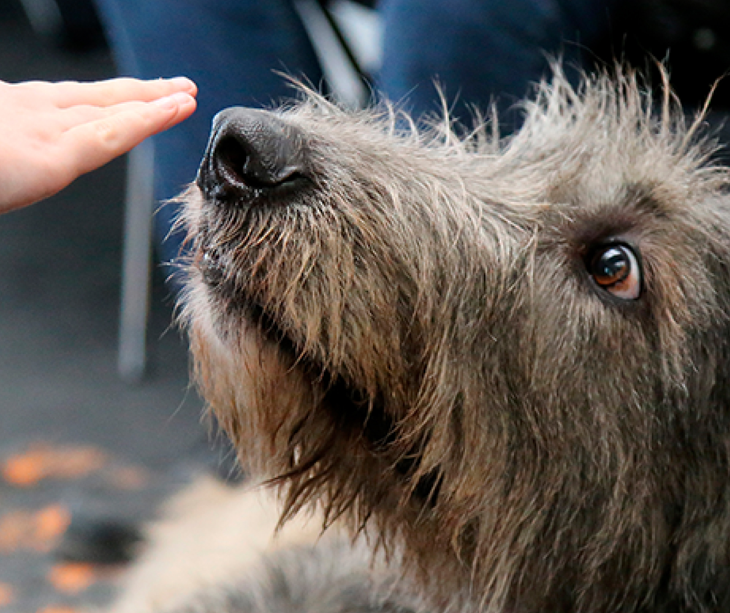 ¿Por qué los perros huelen nuestras partes íntimas?
