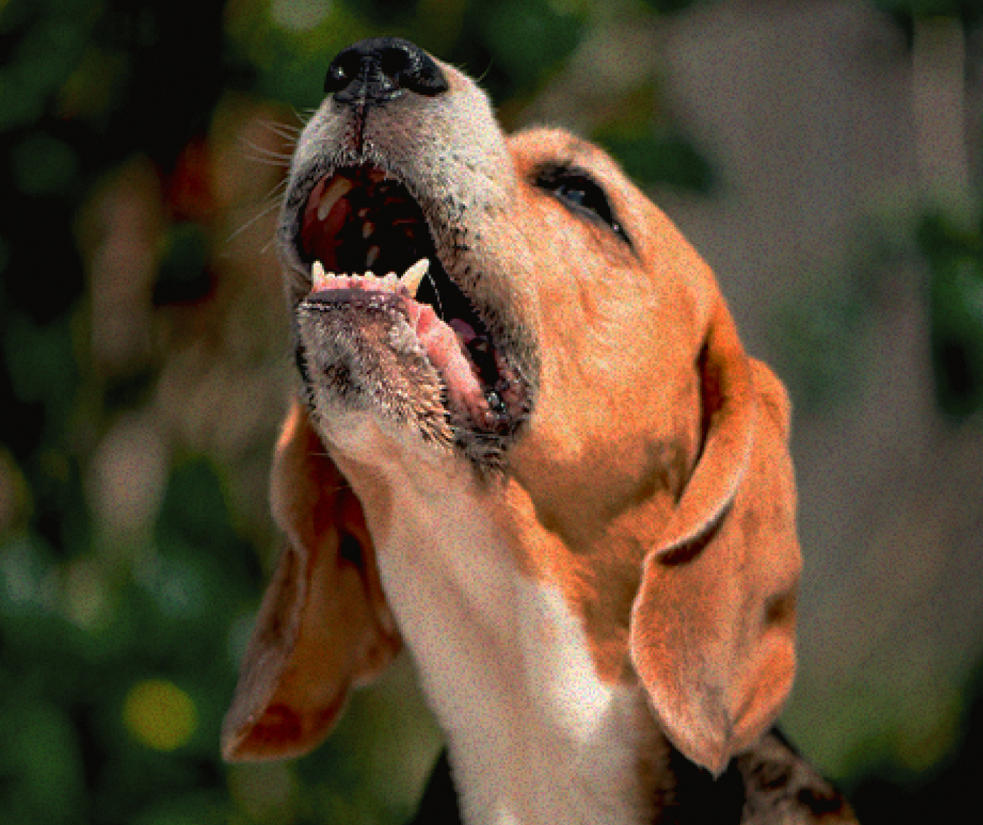 ¿Por qué mi perro ladra tanto? Descúbrelo aquí