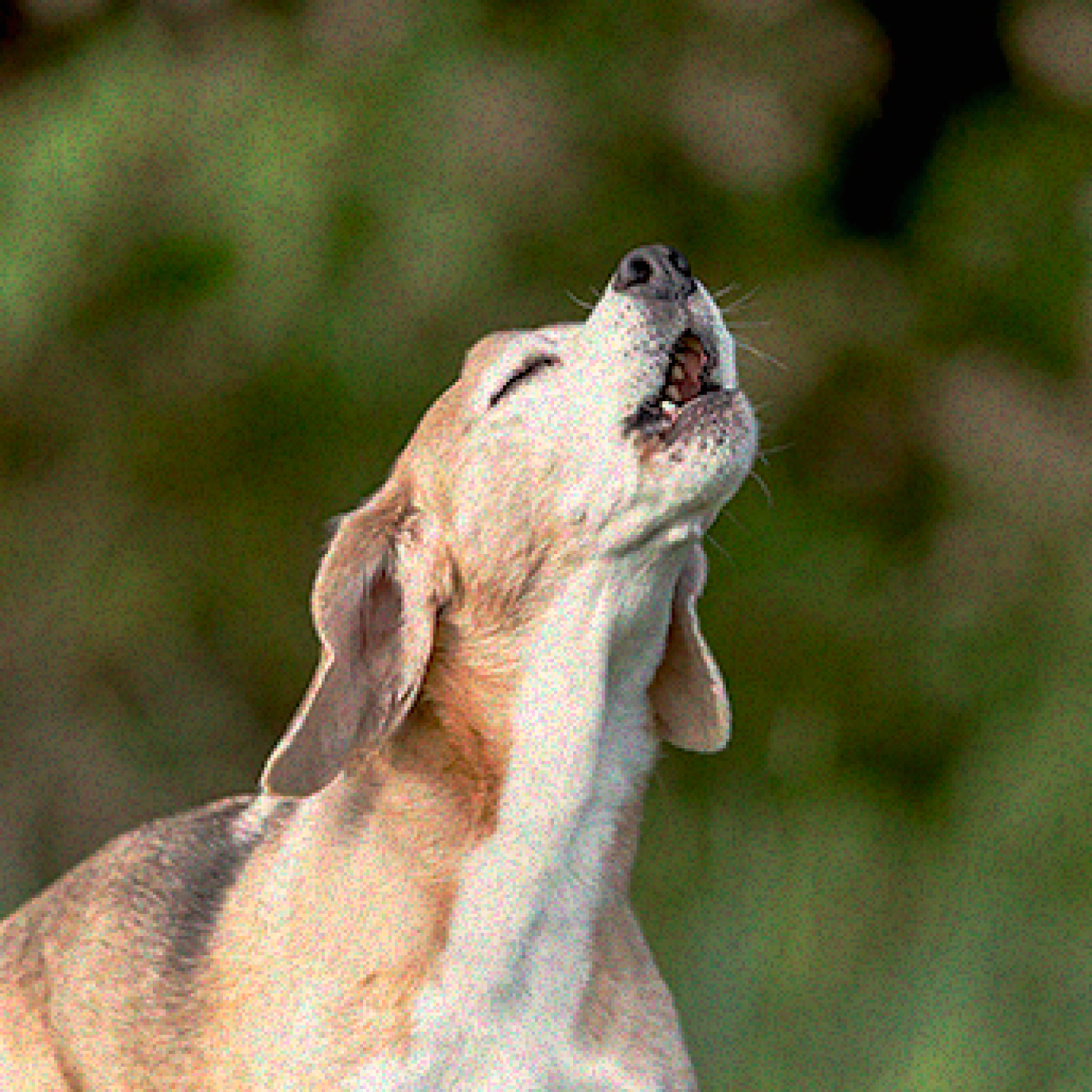 por-que-los-perros-ladran-al-verme.jpg