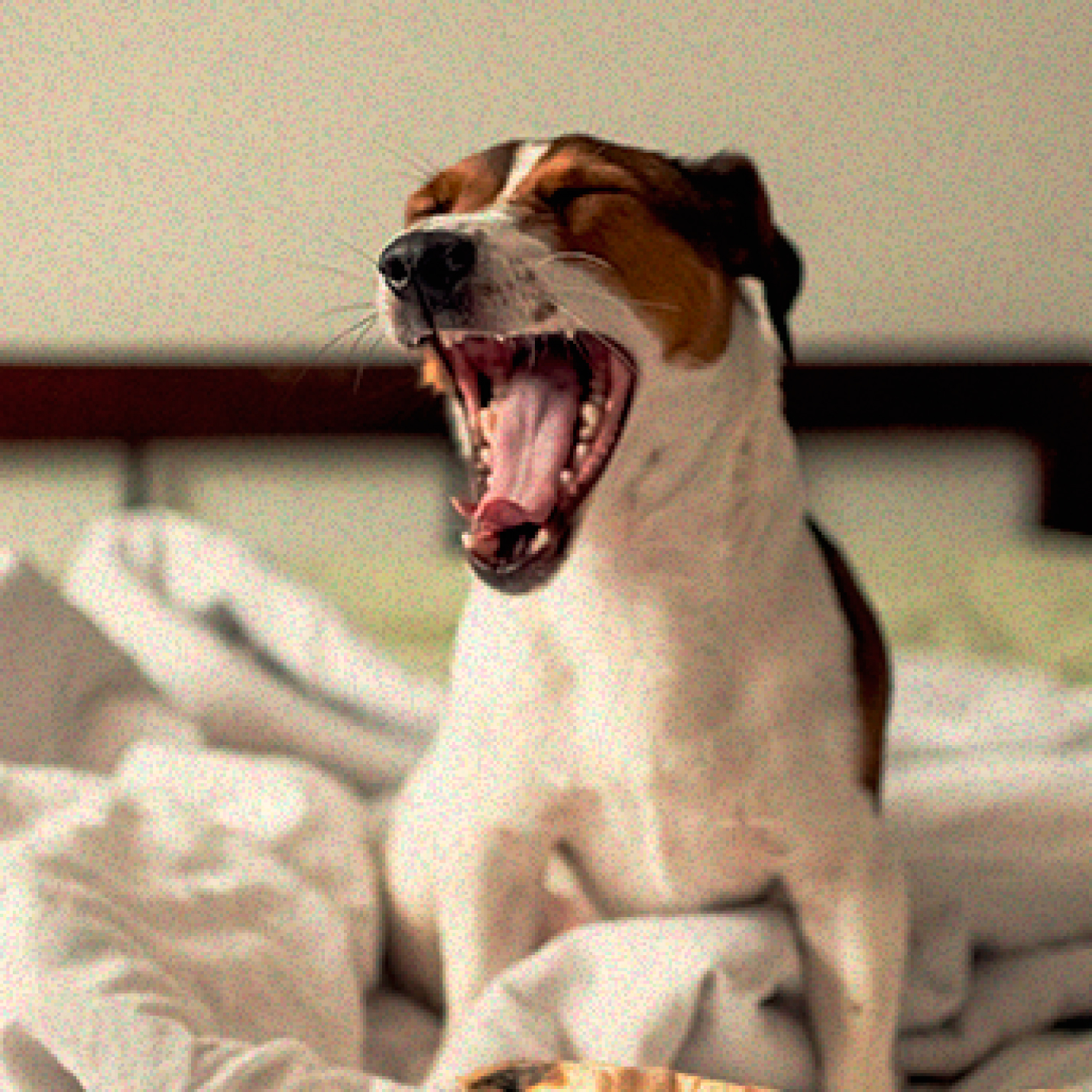 por-que-los-perros-ladran-dormidos.jpg