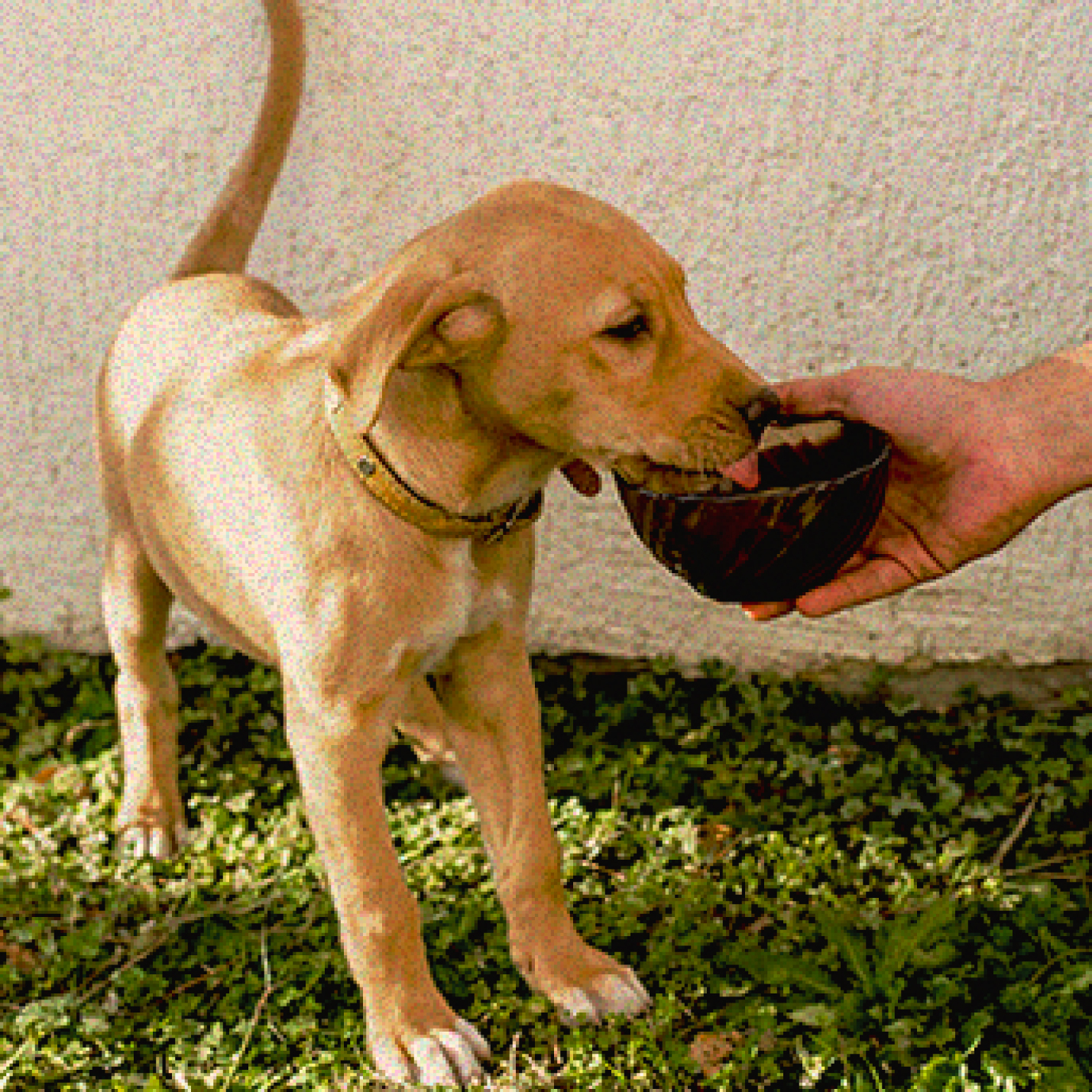 cuando-es-el-dia-mundial-del-perro-en-colombia.jpg