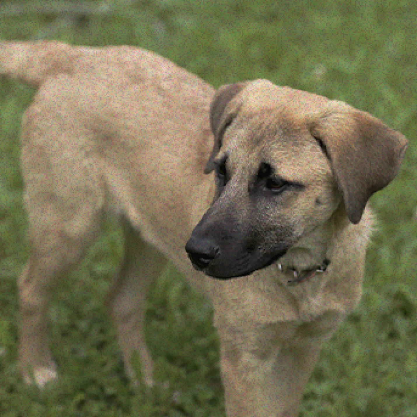 promover-la-adopcion-en-el-dia-mundial-del-perro.jpg