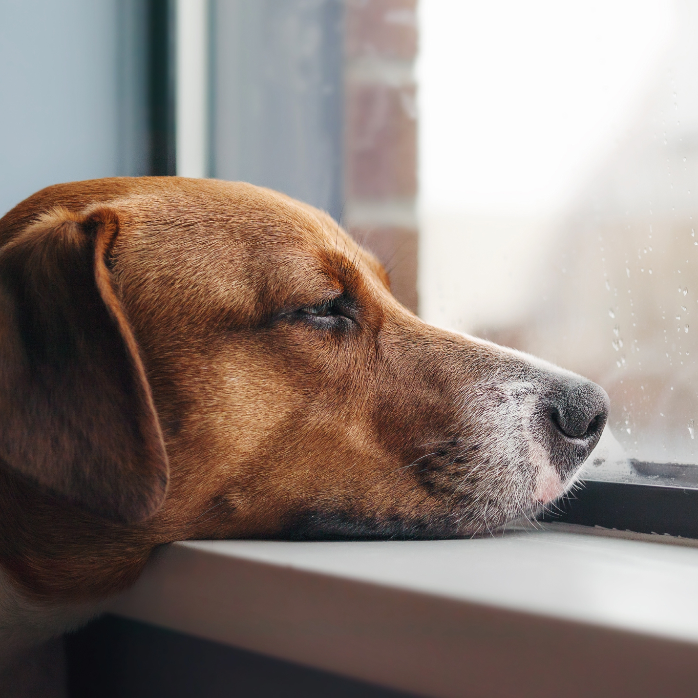como-saber-si-mi-perro-tiembla-por-frio-o-por-dolor.jpg