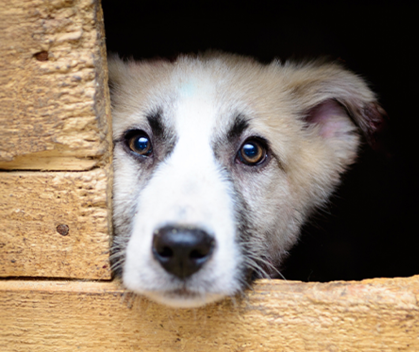 ¿Por qué tiembla un perro? Causas y qué hacer