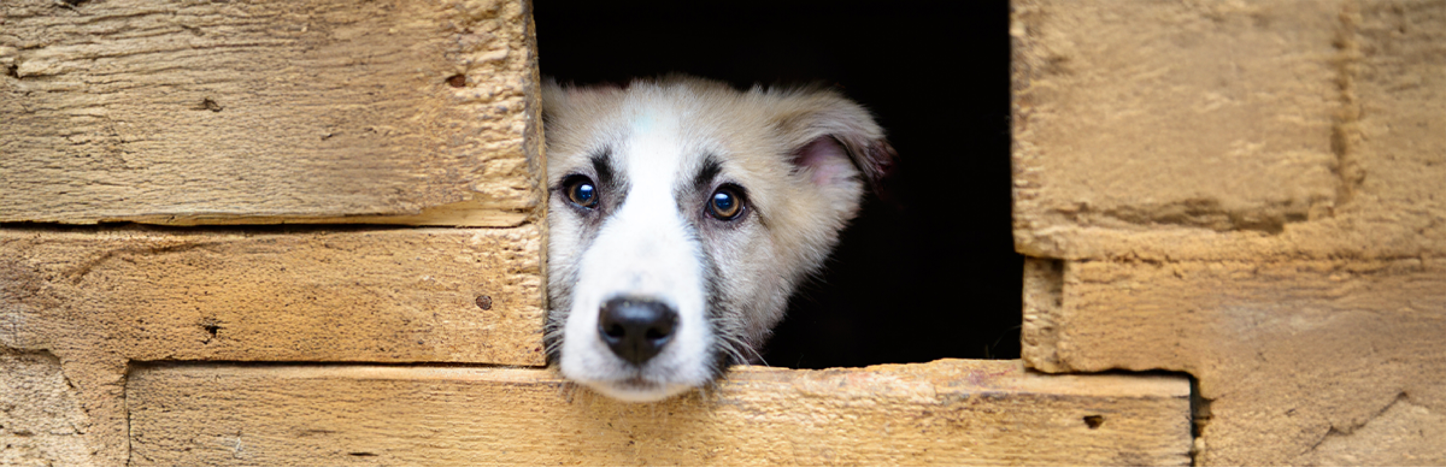 cómo saber si mi perro tiembla por frío o por dolor