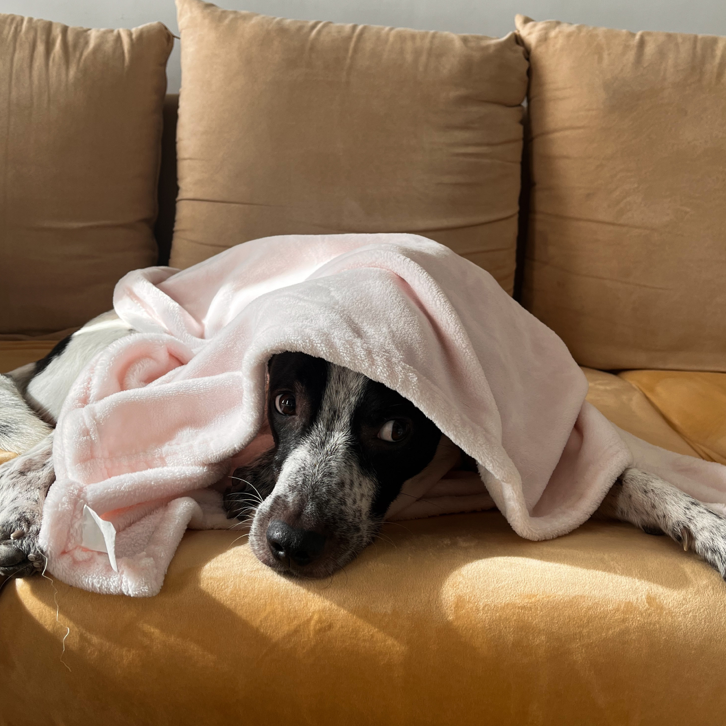 que-hacer-cuando-un-perro-esta-temblando.jpg