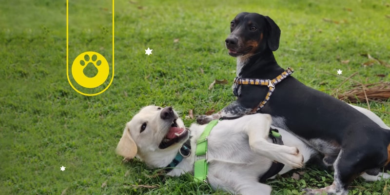 Cómo presentar a dos perros