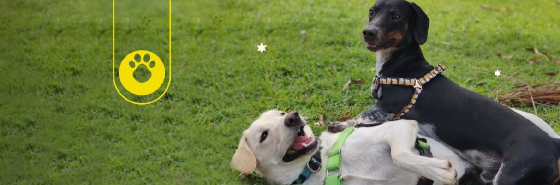 como presentar a dos perros
