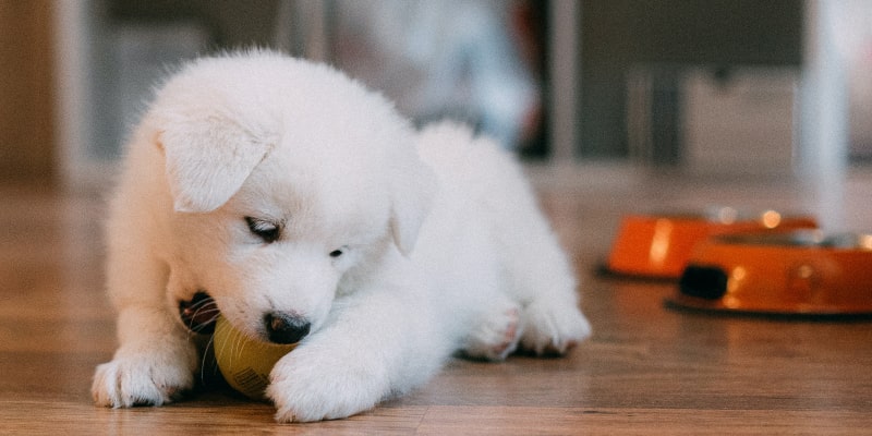 Primeros cuidados del perro en casa