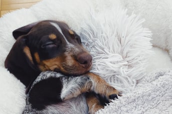 cuidados que necesita un perro