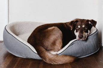 como cuidar a mi perro en casa