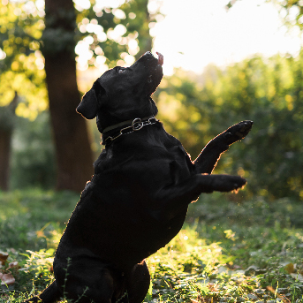 dolor de columna en perros.jpg